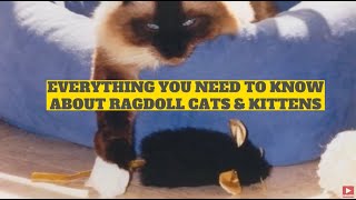 Ragdoll Cats: A Quick 1Minute Overview of Ragdolls