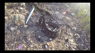 Incredible Bunch of Baby Puff Adders Being Released Back Into the African Wild