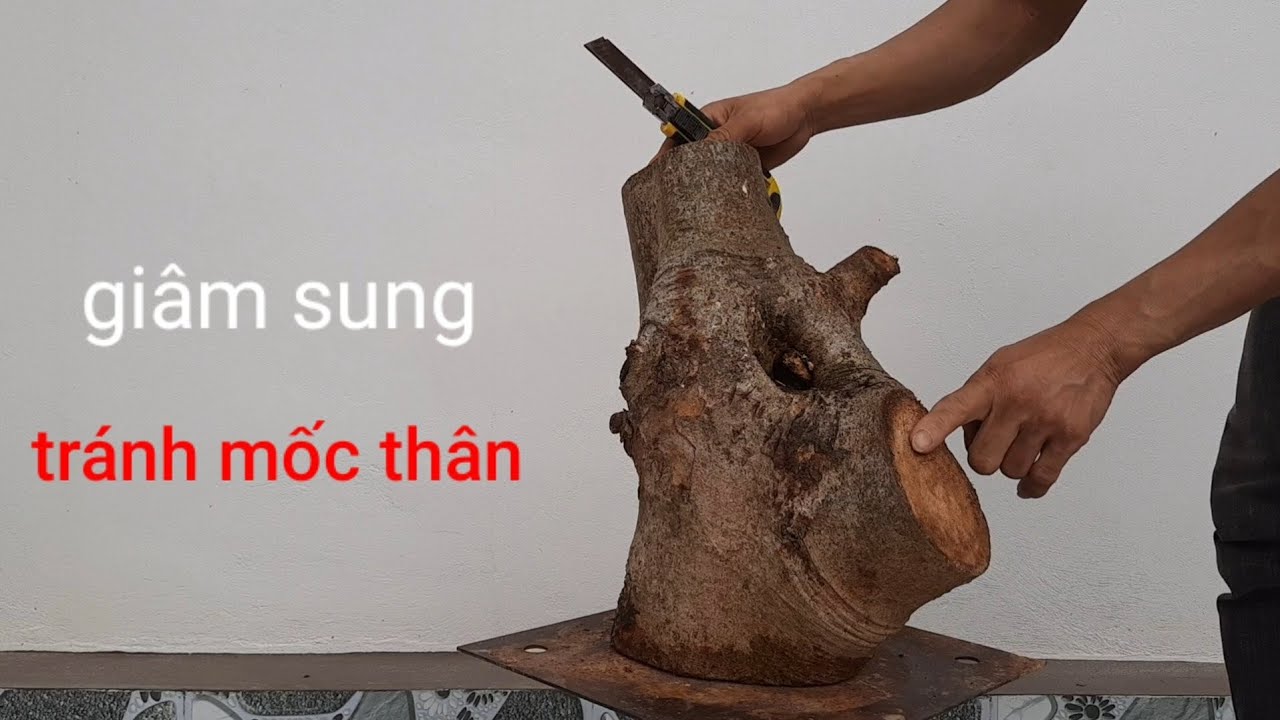 cách  giâm cành sung lớn thành công. trách mốc thân