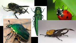 Coleoptera Background Music
