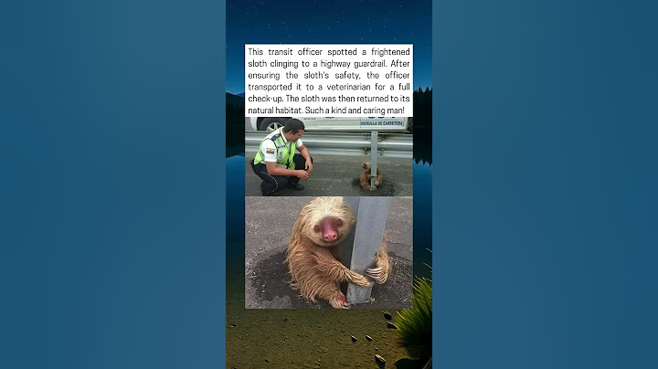Officer Rescues Scared Sloth Stuck On Highway