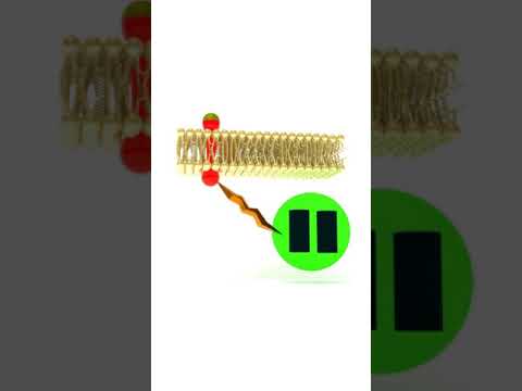 Insulin Receptor Animation