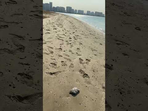 WALK TOUR BY THE BEACH | AL MAMZAR BEACH | DUBAI UAE | WALK TOUR | #shorts #walktour #almamzarbeach