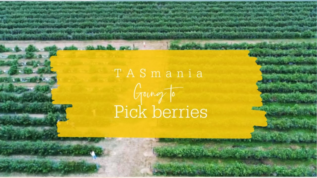 Tasmania. Berry picking attraction. YouTube
