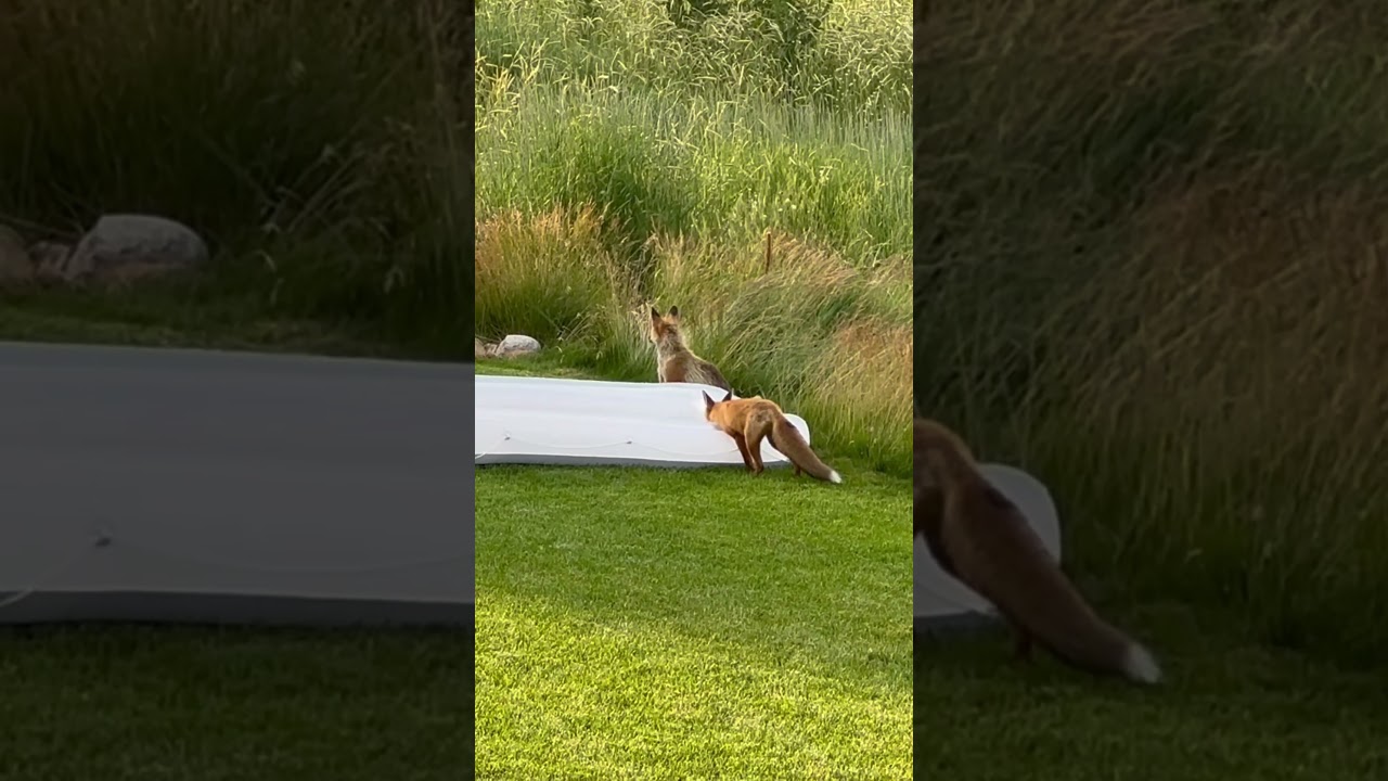 Two Wild Foxes drinking water 