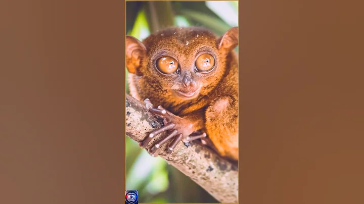 👀 tarsiers have the largest eyes relative to body size of any mamal....#wildlife #rescueanimals