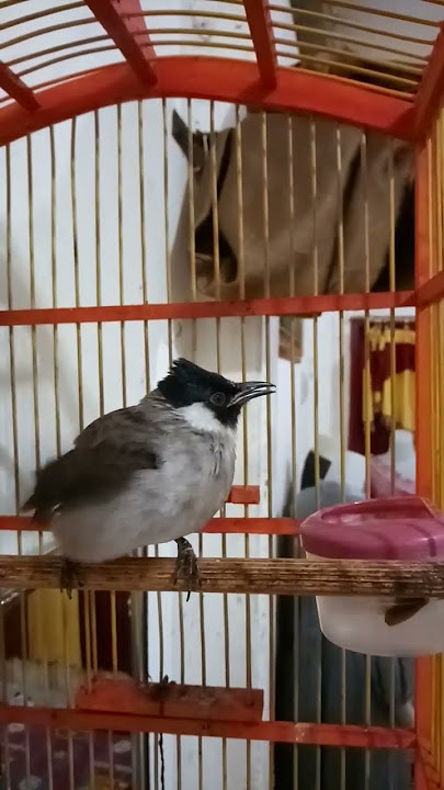 Suara kutilang gacor nyerecet ribut