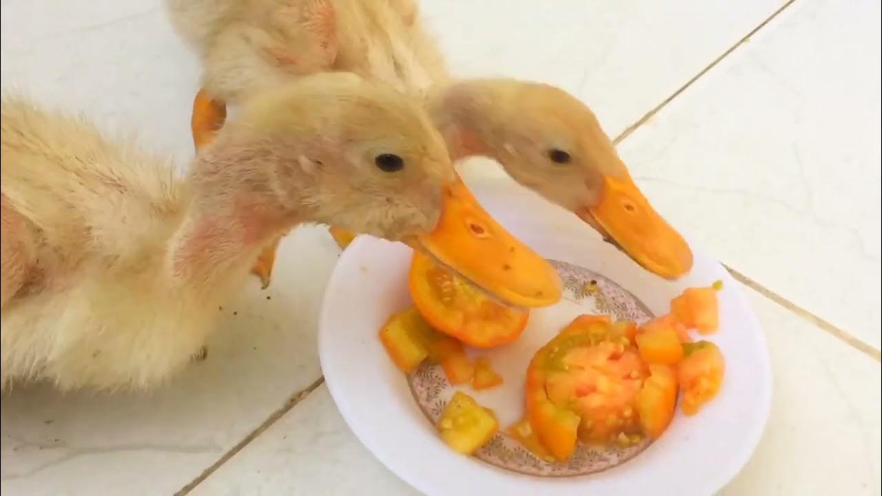 Ducks Also Like Tomatoes In Lunch YouTube