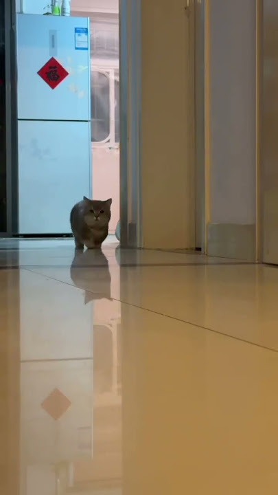 Fast & Furry-ous! 🏃‍♂️🐱 Watch This Cat Sprint Like a Pro! #FastCat #CatRun #ViralCats