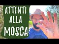 MOSCA dell'OLIVO: danni, prevenzione, rimedi bio