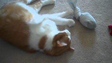 Catnip + Sock + Cat = ???