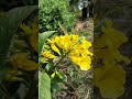 beautiful flowers 💐