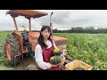 【27歳♀のスローライフ】かぼちゃを収穫しました