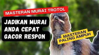 Masteran murai batu trotol Paling Ajaib, Putar Sekali Murai Trotol anda Cepat Bunyi Gacor