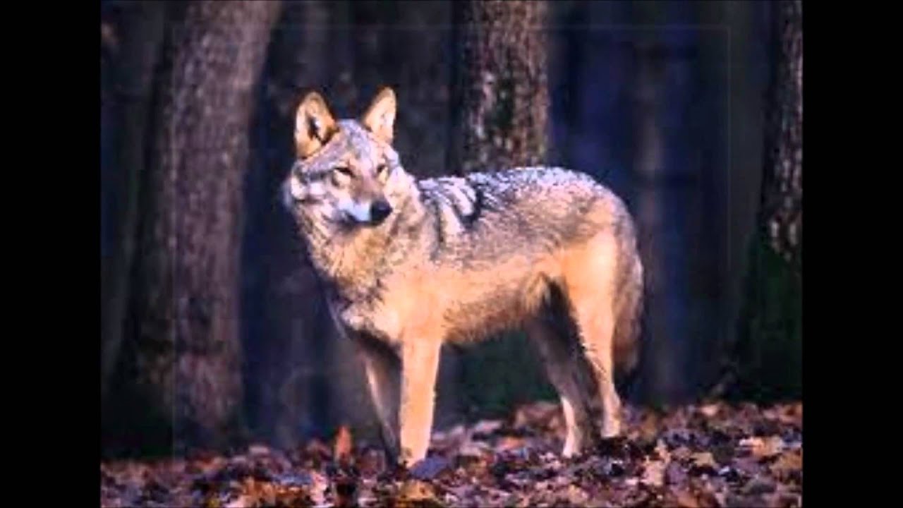 Wolf names. Румынский волк. Волки в Румынии. Трансильванские волки. Wolf name.