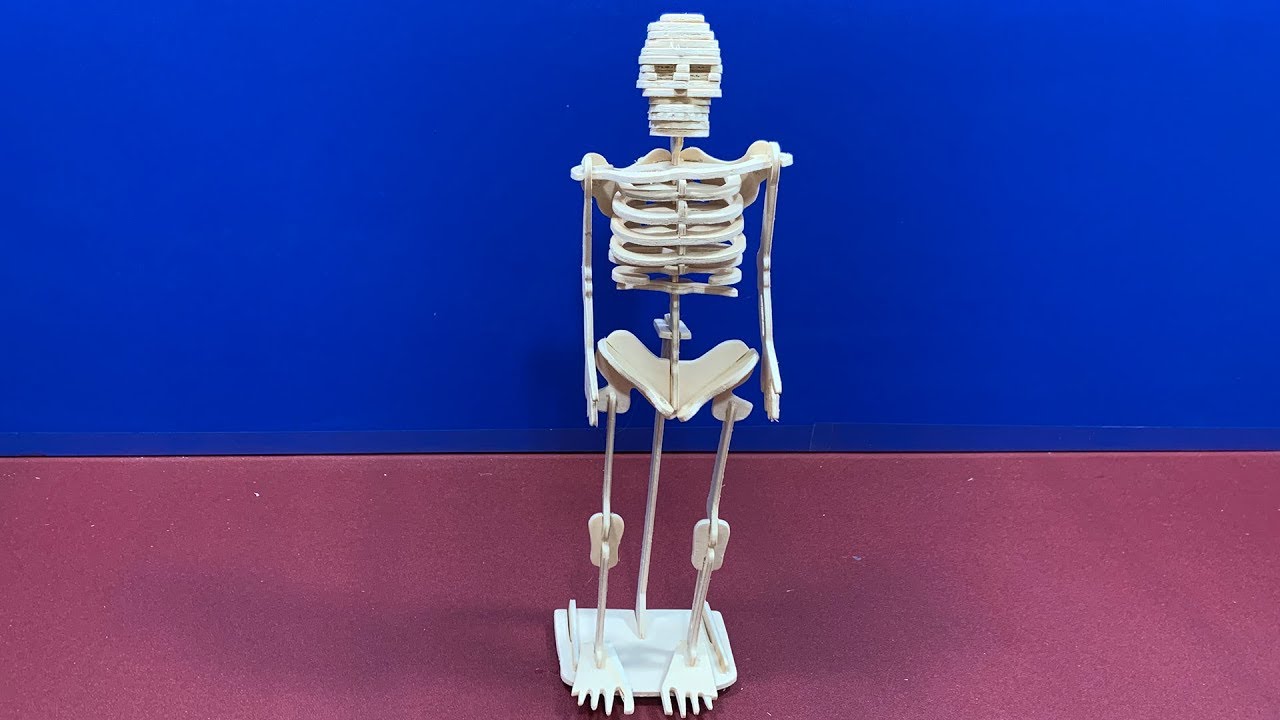 SeaLand DIY 3D Woodcraft Construction Kit Human Skeleton YouTube