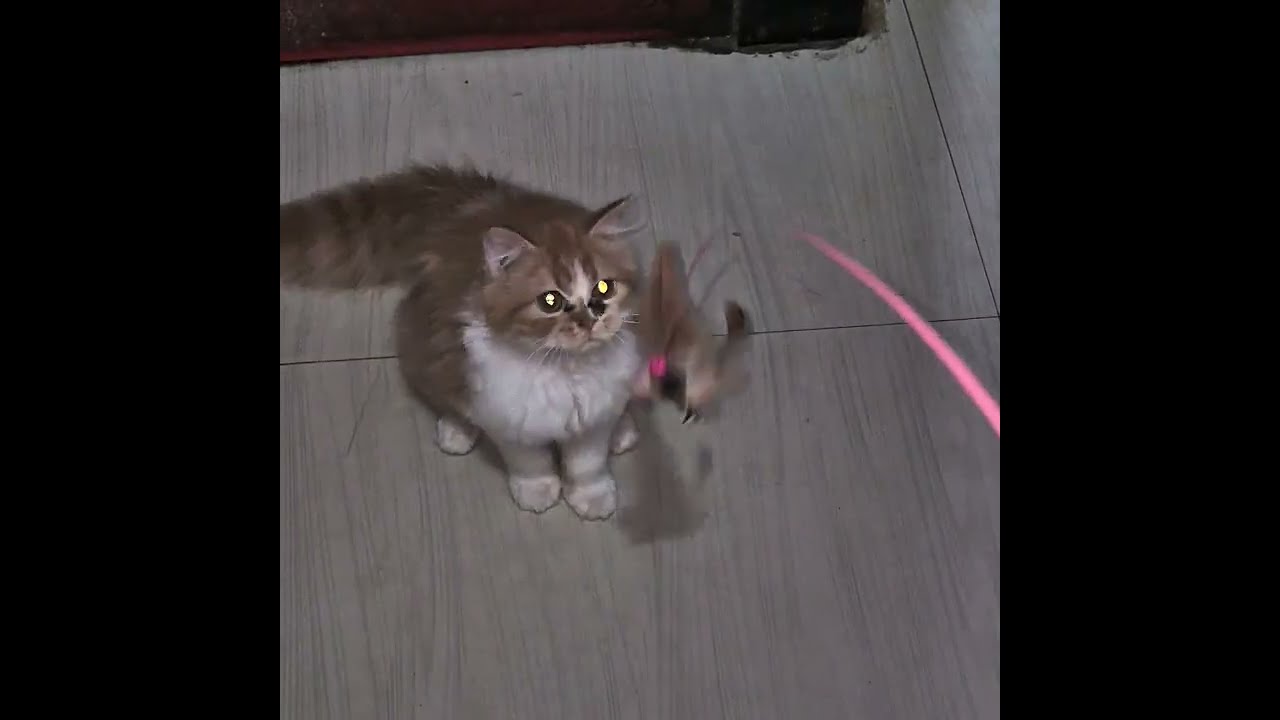 I Tested 100 Cat Toys So You Don T Have To 