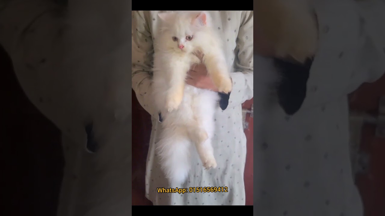3-6 Months Male Purebred Persian