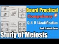 Board Practical - Study of meiosis( Compulsory ) Q.4 Spot B (Identification) By Prof. Prakash Surve