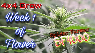 Week 1 of Flower / 4x4 Grow / Spider Farmer SF4000 / Dimmer & Distance