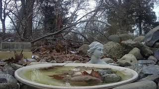Ostdrossel bird bath #birds #wildlife  #Ostdrossel