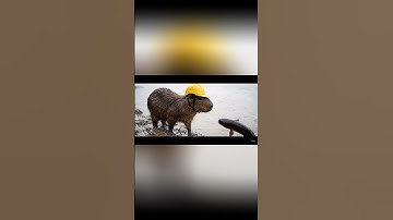 capybara và anh bị lạc trong rừng #capybara