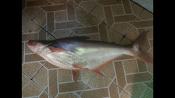 Câu cá tra sông lên hugo 4kg