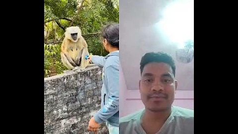 #monkey #cute #funny #viralvideo #funnymonkey