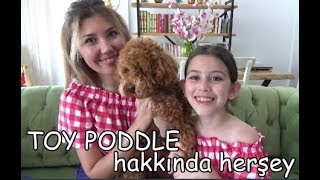 Toy Poddle hakkında herşey! | Köpeğimiz Kivi