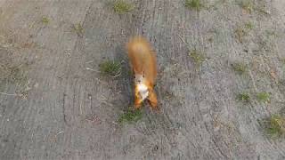 Видео Совсем рыжая белка (автор: Igor Belyy)