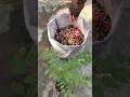 😲 Grow Star Gooseberry SUPER FAST in Plastic Cement Bag 🌿 | Secret Fertilizer Mix Revealed!💥 #shorts