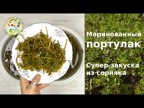 Маринованный портулак. Классная закуска из сорняка
