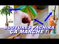 Bouturer pachira aquatica ikea chtaignier guyane en full water culture pascal aquariums naturels