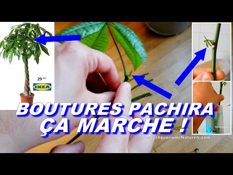 Vidéo: Propagation des boutures de châtaigniers - Comment faire pousser des boutures de châtaigniers