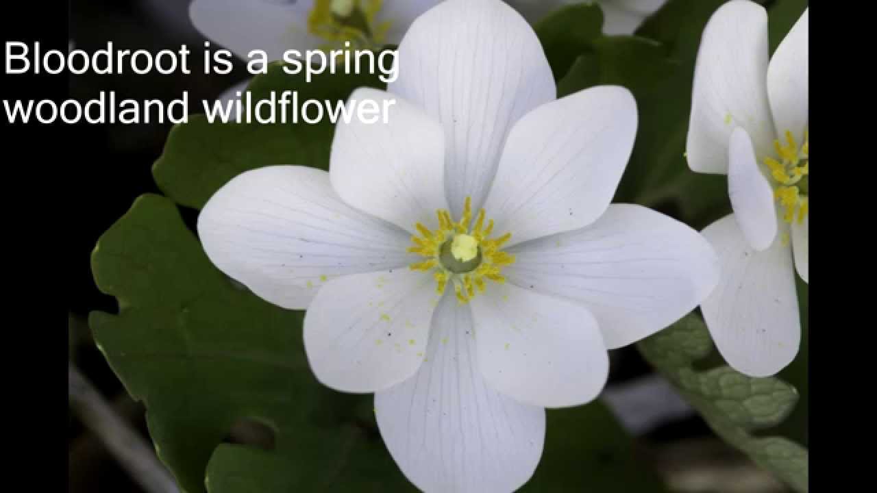 Bloodroot (Sanguinaria canadensis) Wildflower - YouTube