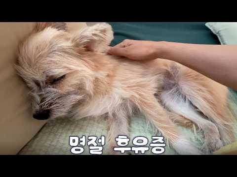 우리집 강아지가 안 일어나요