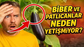 Biber ve patlıcanlar neden yetişmiyor? 5 nazlı sebze ve verimlerinin en önemli sırrı.