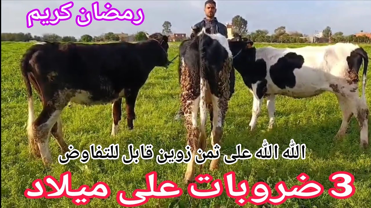 أخير مكاين في رخى💥3 ضروبات على ميلاد إتصل 06.63.36.48.57📞ألو سي العلوة نواحي الغرب🇲🇦 