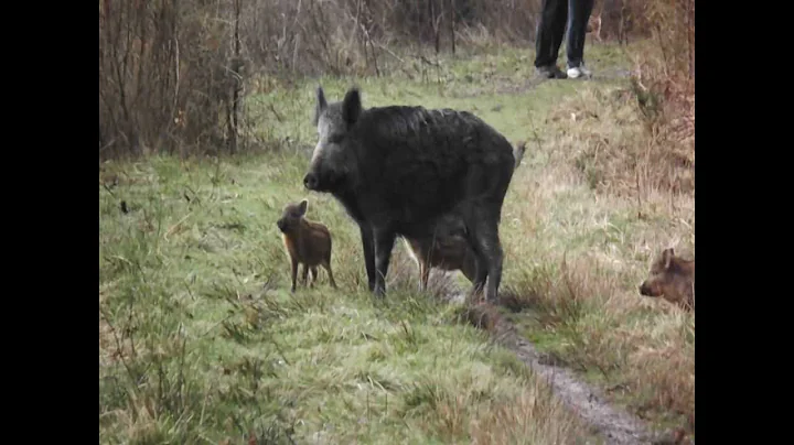 Wild Boar & Piglets on the footpath in the Forest of Dean, Gloucestershire - 17th March 2012