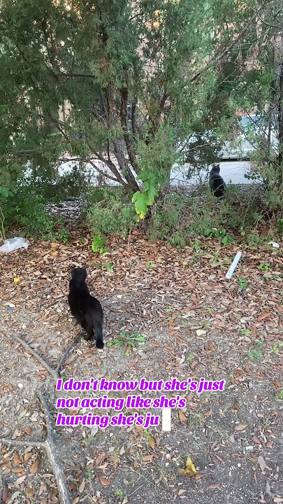 Chit chat and cats #cat #feralcat #cute #straycat #goodmorning #chat