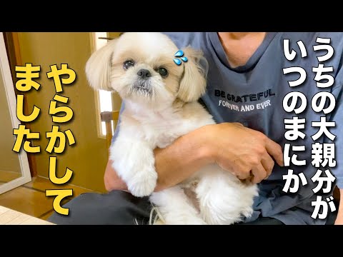 【シーズー】うちの大親分がいつのまにかやらかしてました www【399】