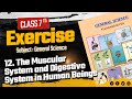 12.the muscular system and digestive system in human being | Exercise 