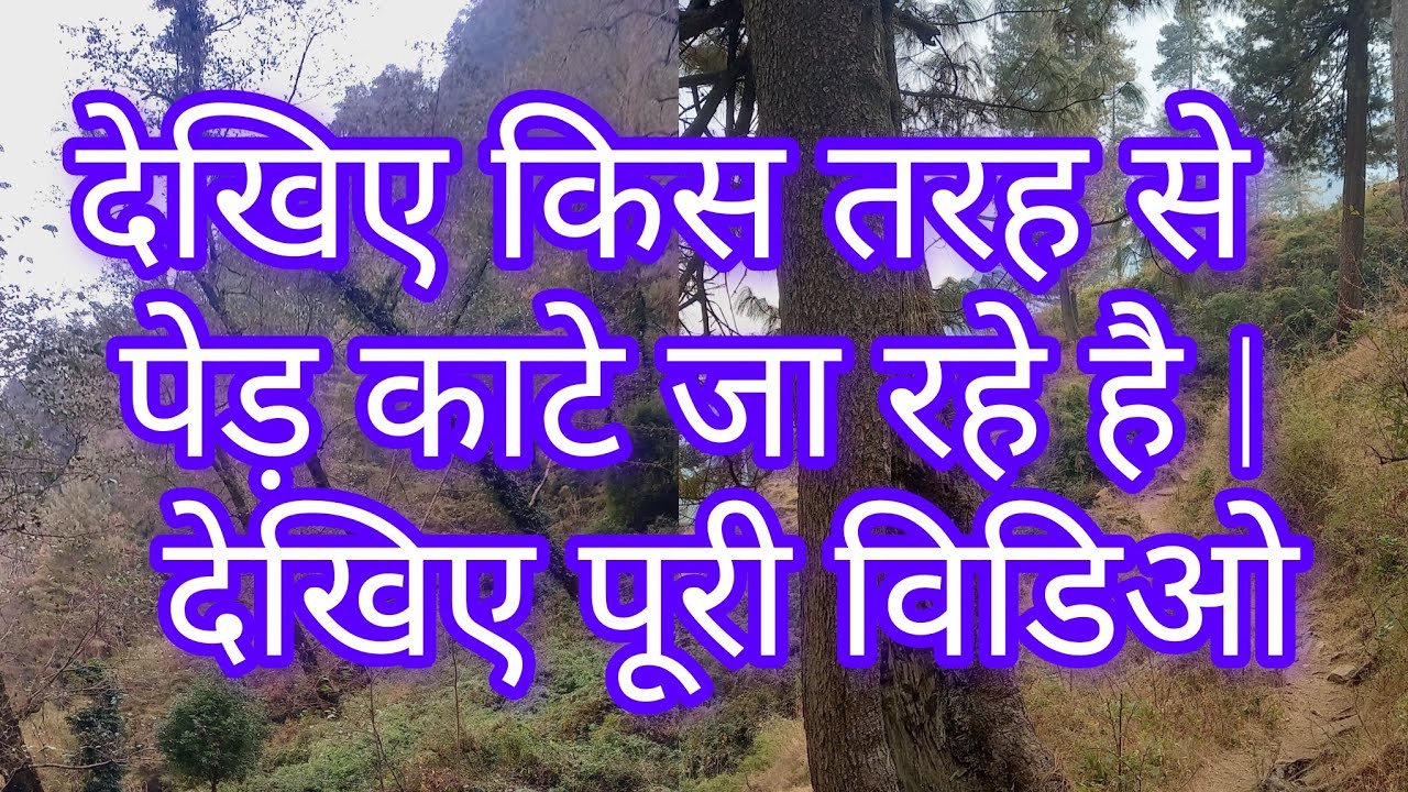 देखिए किस तरह से पेड़ काटेजा रहे है | देखिए पूरी विडिओ  