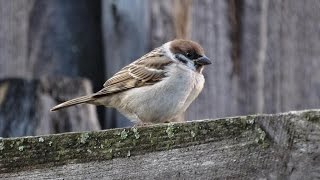 Воробей полевой. ( Passer montanus ) Воробей полевой. ( Passer montanus )