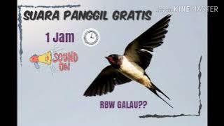 SUARA PANGGIL BURUNG WALET JERNIH DAN MEMIKAT WALET PULANG KANDANG WAKTU SENJA II REUPLOAD