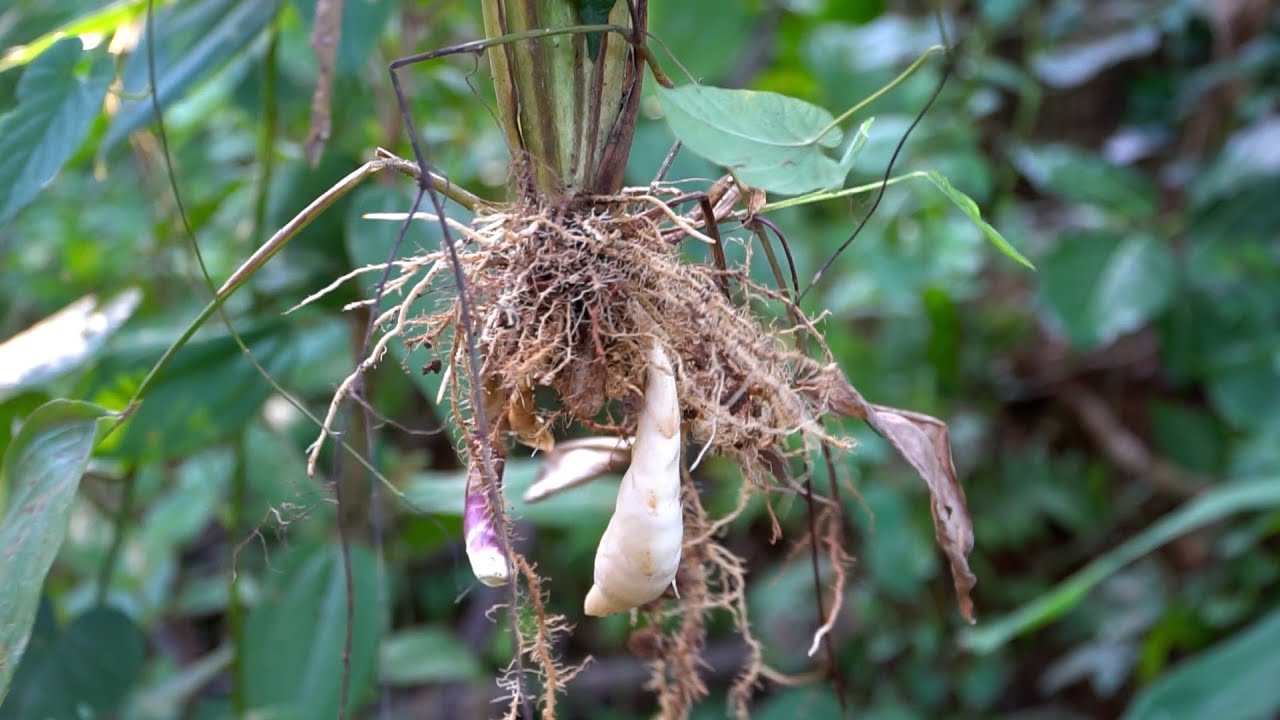 Ratusan Ribu Tertimbun Dalam Tanah Ternyata Umbi Ini Dapat Di Jadikan Sebagai Bahan Olahan
