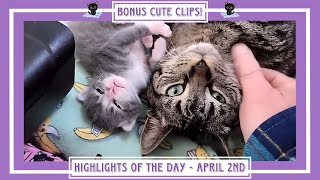 Highlights of the Day  April 2nd  Bonus Cute Clips!