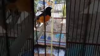 Download Lagu Burung murai batu bersuara burung perkutut MP3