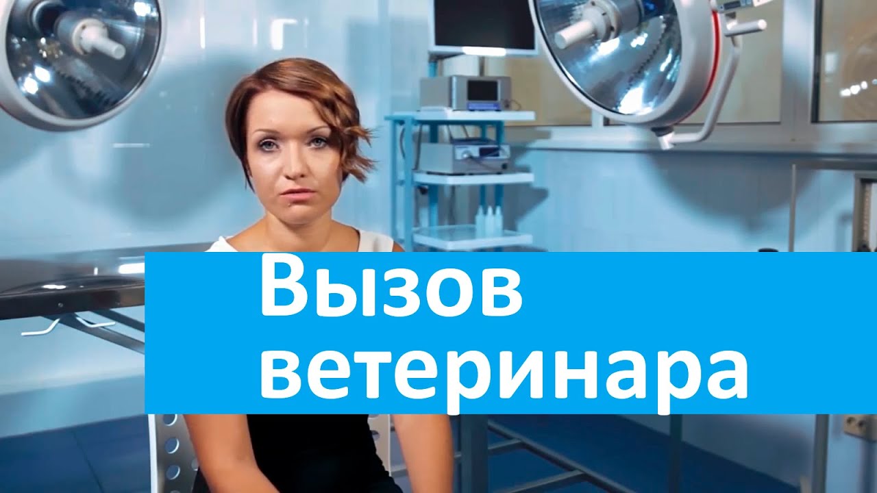 Вызов ветеринара на дом. Ветеринарная клиника Свой Доктор о вызове ветеринара на дом