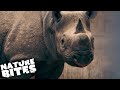 Grieving Rhino Mother Mourns her Baby | The Secret Life of the Zoo | Nature Bites